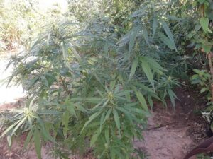 Operação Terra Limpa: PMBA Erradica mais de 31 mil pés de maconha em Curaçá