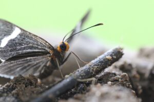 Melanis caatingensis: Cemafauna celebra 10 anos de descoberta e destaca importância para a Ciência e o Meio Ambiente