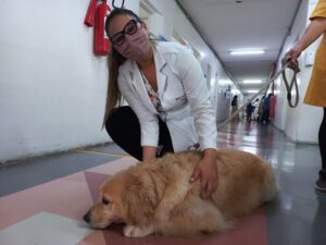 Experiência de atividade assistida por cães do Hospital Dom Malan em Petrolina tem trabalho reconhecido no estado de Pernambuco