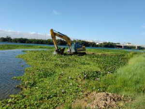Prefeitura de Petrolina atua na remoção de baronesas nas margens do Rio São Francisco ao longo de 2024