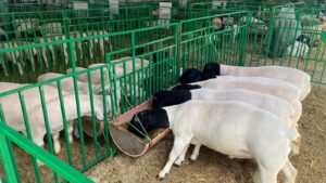 Caprishow 2025: campeonato cordeiro de peso começa nesta quarta-feira para os criadores de Dormentes