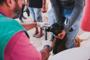 Com mais de 100 animais na disputa, Campeonato Cordeiro de Peso de Dormentes começa superando expectativas
