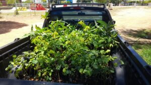 Prefeitura de Petrolina participará de evento em celebração ao Dia Nacional da Caatinga