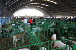 12ª edição da ExpoRajada começa nessa quinta-feira