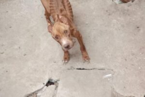 Petrolina credencia Clínicas Veterinárias para atendimentos emergenciais em casos de maus-tratos