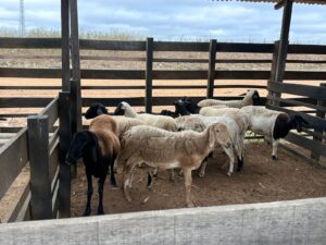 Lagoa Grande, através da Seadi, abre inscrições para aquisição de milho pelo Balcão de Vendas da Conab