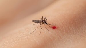 Especialistas alertam para a importância da prevenção da dengue antes da chegada das chuvas 