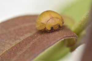 Cemafauna descreve nova espécie de joaninha e amplia conhecimento sobre a fauna na Caatinga