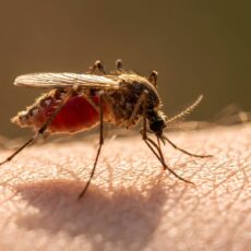 “Sangue doce” existe? Descubra se algumas pessoas realmente atraem mais mosquitos do que outras