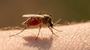 “Sangue doce” existe? Descubra se algumas pessoas realmente atraem mais mosquitos do que outras
