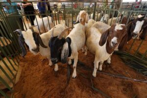 Vila do Empreendedorismo tem presença confirmada durante a ExpoRajada 2026