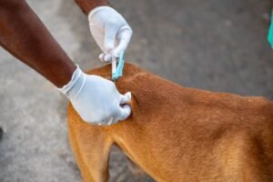 Juazeiro já vacinou mais de 17 mil animais contra a raiva e promove nova ação neste sábado (17)